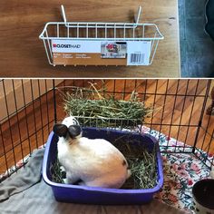 two pictures side by side one shows a rabbit in a cage and the other shows a guinea pig