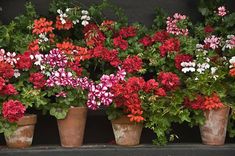 several potted flowers are lined up on a shelf