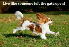 a small brown and white dog running through the grass