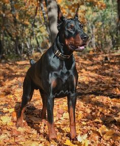 a black and brown dog standing on top of leaves