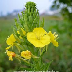 some yellow flowers are growing in the grass