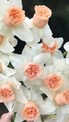 white and pink flowers are being held up by someone's hand in front of them