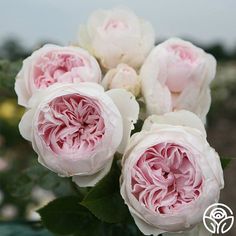 some pink and white flowers are in a vase