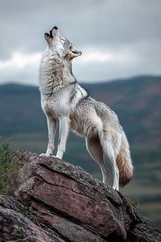 a wolf standing on top of a large rock