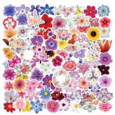 an assortment of colorful flowers on a white background