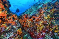 an underwater view of corals and reef life in the ocean with a scuba diver