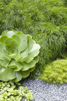 a large green plant sitting in the middle of a garden next to rocks and plants