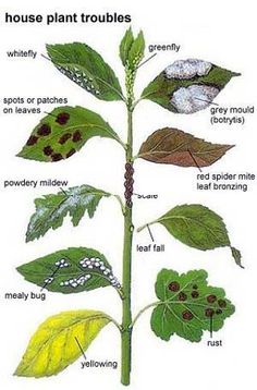 the parts of a house plant that include leaves, flowers and other things to eat