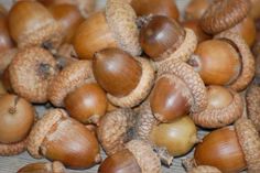 an image of some nuts that are on the ground together and ready to be eaten