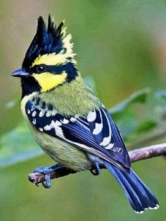 a colorful bird sitting on top of a tree branch