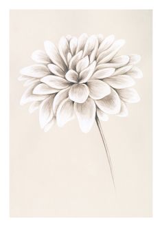 a black and white drawing of a flower