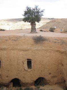 a tree is growing out of the side of a rock formation with holes in it