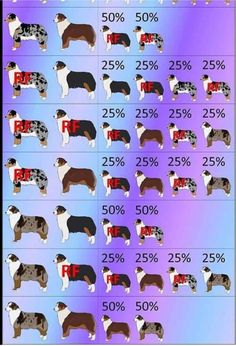 an image of dogs with different colors and sizes in the same chart, which shows how many