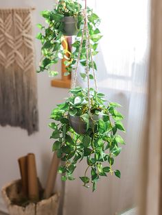 some green plants hanging from the side of a wall in a room next to a window