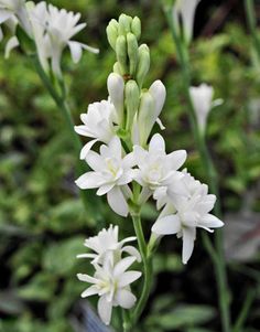 white flowers are blooming in the garden