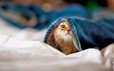 a cat peeking out from under a blanket