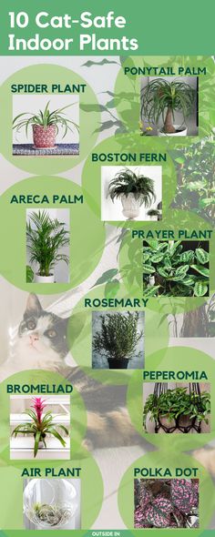 an info sheet describing the different types of indoor plants