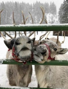 two reindeers standing next to each other behind a fence in the snow with their mouths open