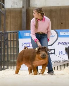 Livestock Showing, Pigs, Animals, Pins