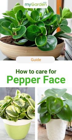 how to care for peper face in the garden with text overlay that reads, guide