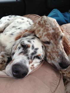 two dogs are sleeping together in the back seat of a car with their heads resting on each other