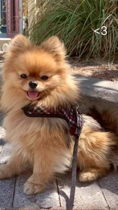 a small brown dog sitting on top of a sidewalk