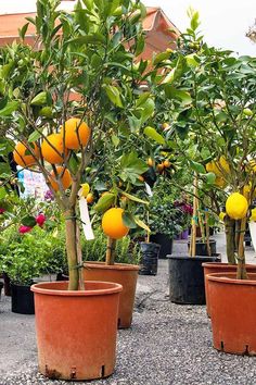 several potted citrus trees with oranges in them