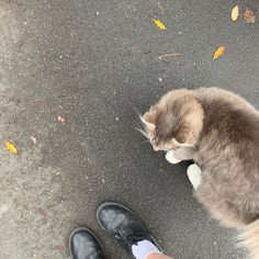 a cat sitting on the ground next to a person's feet wearing black shoes