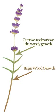 an image of a plant with the words cut two nodes above the woody growth