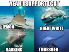 four different types of sharks with caption saying yeah i support lgtt lemon great white baking