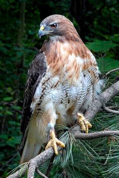 a hawk perched on top of a tree branch