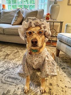 a dog wearing a dress and glasses sitting on the floor in front of a couch