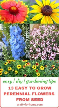 colorful flowers with text overlay that says easy diy gardening tips 13 easy to grow perennial flowers from seed