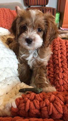 a small brown and white dog sitting on top of a bed