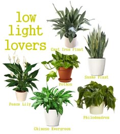 there are many different types of house plants in the potted planters on this page