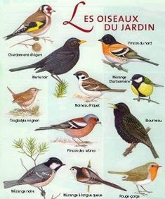 a poster showing different types of birds in french