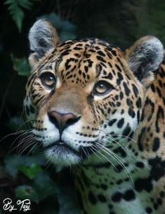 a close up of a leopard's face with green leaves in the back ground