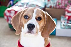 a brown and white dog sitting on top of a floor next to christmas wrappings