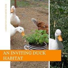 an invitting duck habitat with ducks and plants