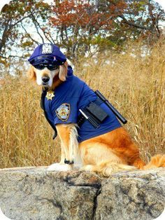 a dog wearing a police uniform sitting on top of a rock