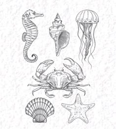 an ink drawing of sea animals and shells