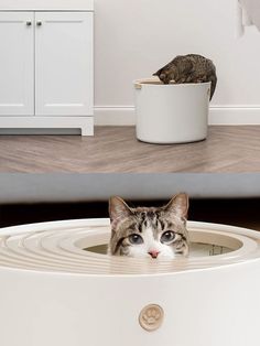 Cat litter box ideas Cat Exercise Wheel