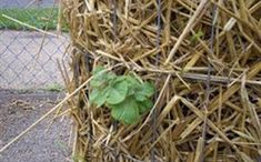 a small plant growing out of the side of a pile of hay next to a fence