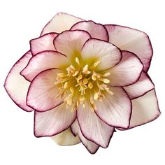 a pink and white flower on a white background