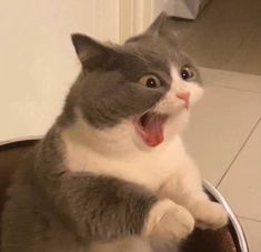 a gray and white cat sitting in a bucket with its mouth open showing it's teeth