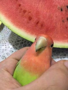 a small bird sitting on top of a piece of watermelon next to a person's hand