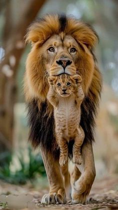 an adult lion walking with a small kitten on its back in the woods, looking at the camera