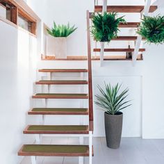 a set of stairs leading up to a potted plant