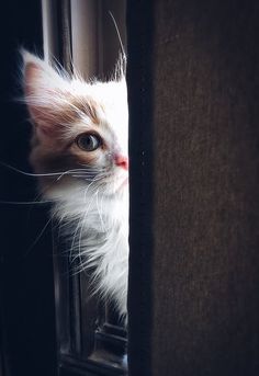 an orange and white cat looking out the window with its head hanging over it's side