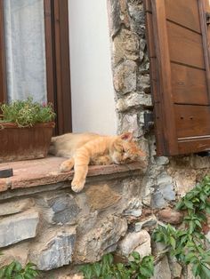 an orange cat sleeping on the ledge of a window